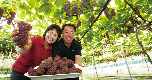 포도 재배 전정 시기 봉지 씌우기 병해 예방_6