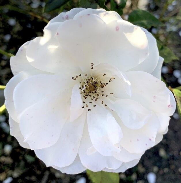 찔레꽃 꽃말
