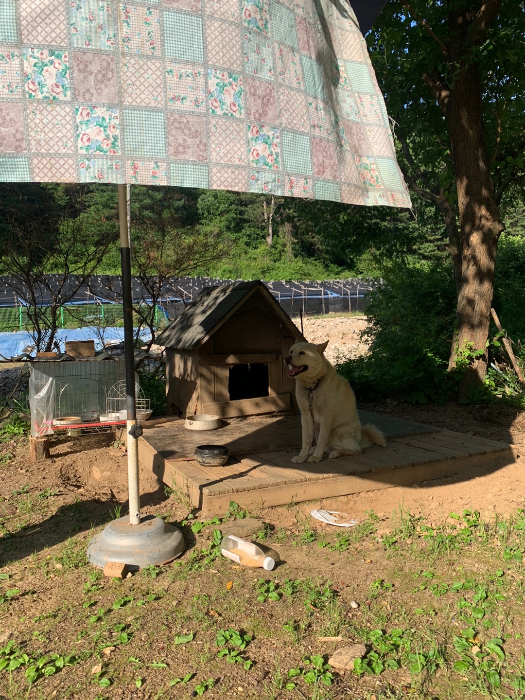 양평 소풍가는 날 펜션 차돌이