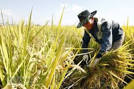 농민수당 자격 확인