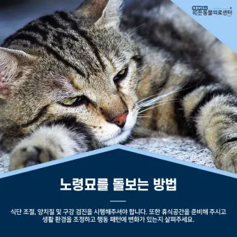 노령 고양이 필수 관리법 4가지 건강 지키기_7
