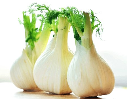 펜넬 3개가 나란히 있는 모습으로, 구근은 동그랗고 하얀 색이며, 줄기에는 초록색 잎이 있다.
