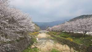 전라도 모악산 벚꽃 명소 베스트 5 벚꽃시기 만개시기 드라이브 코스