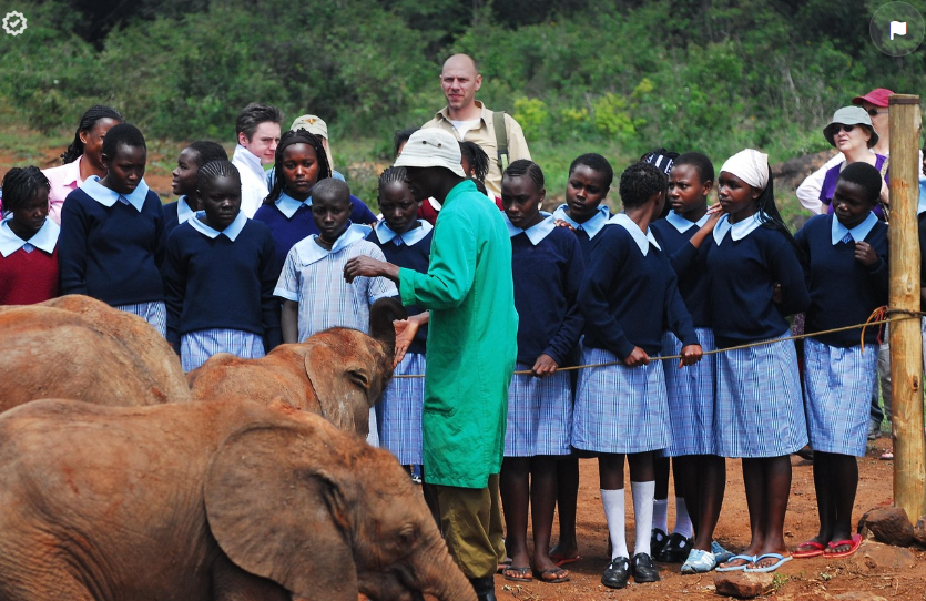 코끼리에게 먹이를 먹이는 NGO활동