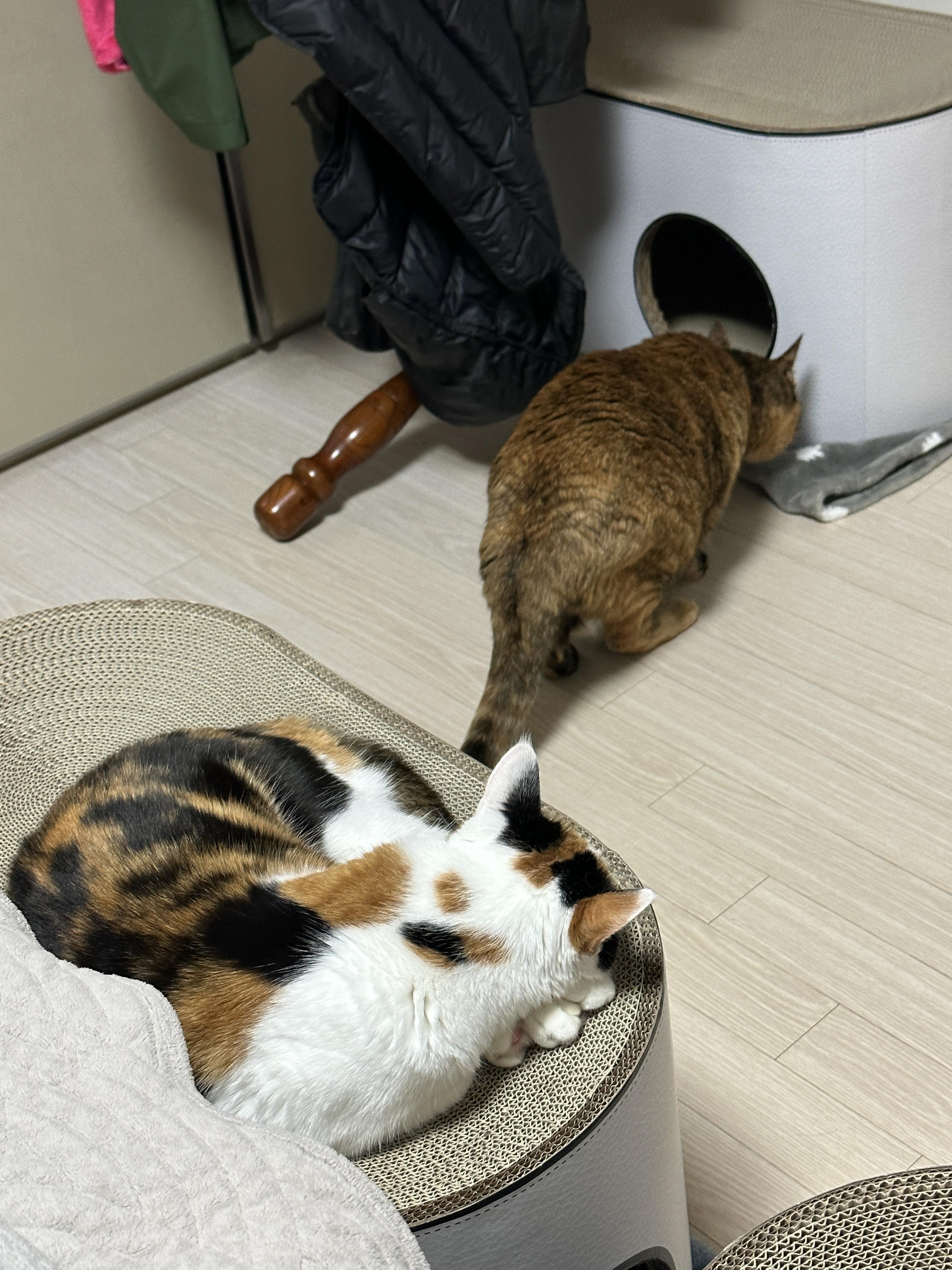 카오스_고양이_사랑이가_새_스크래쳐를_탐색중이다