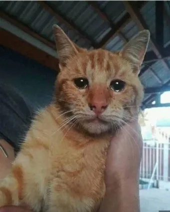 고양이가 눈물 흘리는 이유 눈물관리 가이드_3