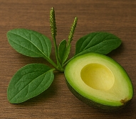 차전자피의 효능