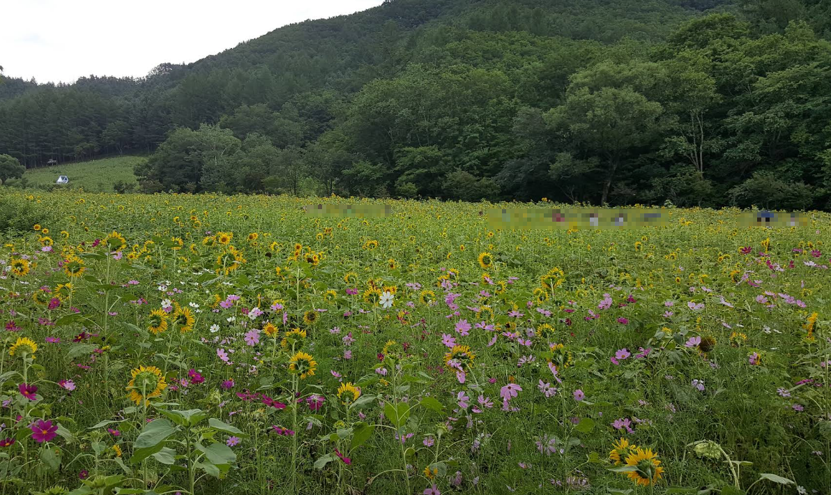 태백 구와우마을 해바라기 모습