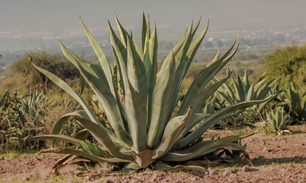메스칼과 데킬라의 원료인 아가베(용설란)