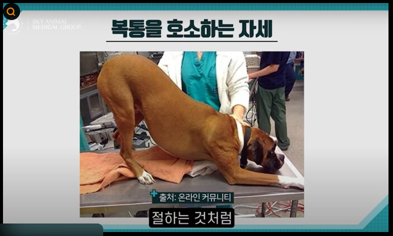 "강아지 췌장염예방"에 좋은 식재료부터 ~회복기 식단까지