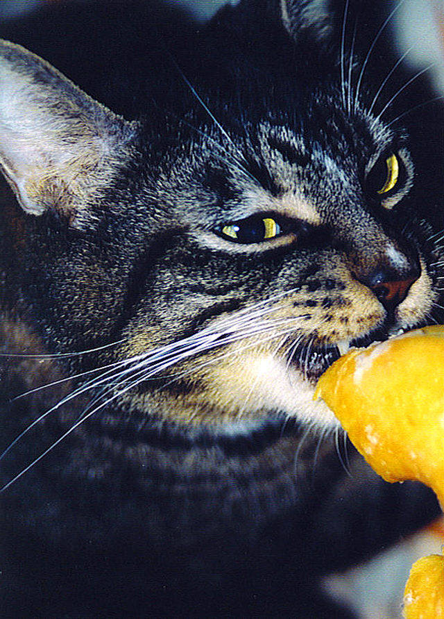 반려동물 다이어트 관련 사진