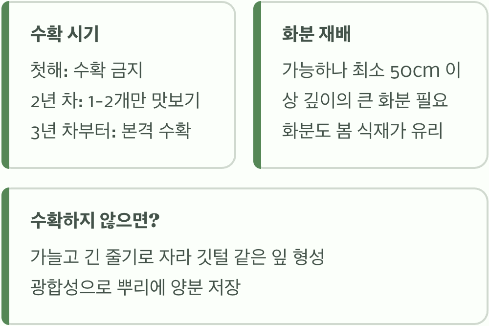 아스파라거스모종 심는 시기, 봄과 가을 중 언제가 최적일까?