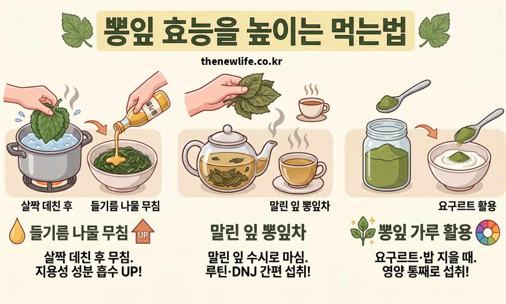 뽕잎 효능 높이는 먹는법