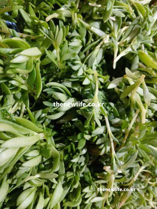 돌나물 효능 콜레스테롤 조절 베타카로틴