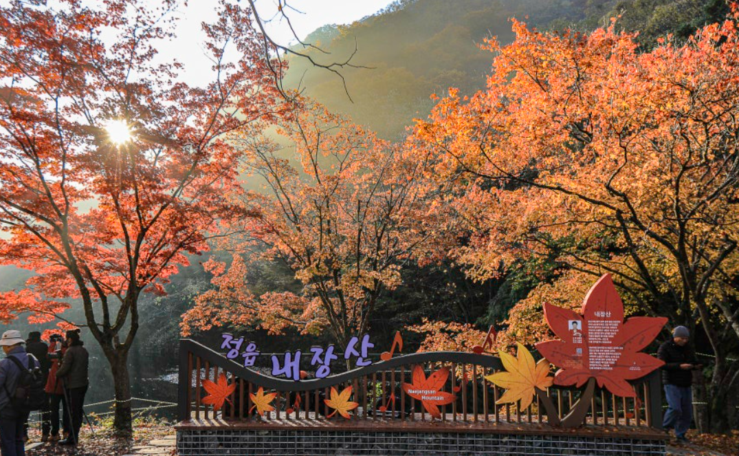 내장산 단풍