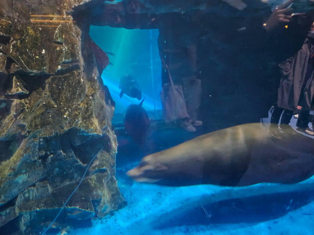 롯데월드 아쿠아리움 바다사자