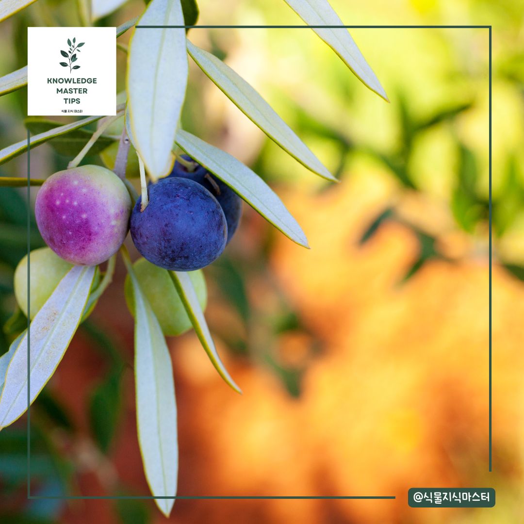 올리브나무 열매 맺기 방법