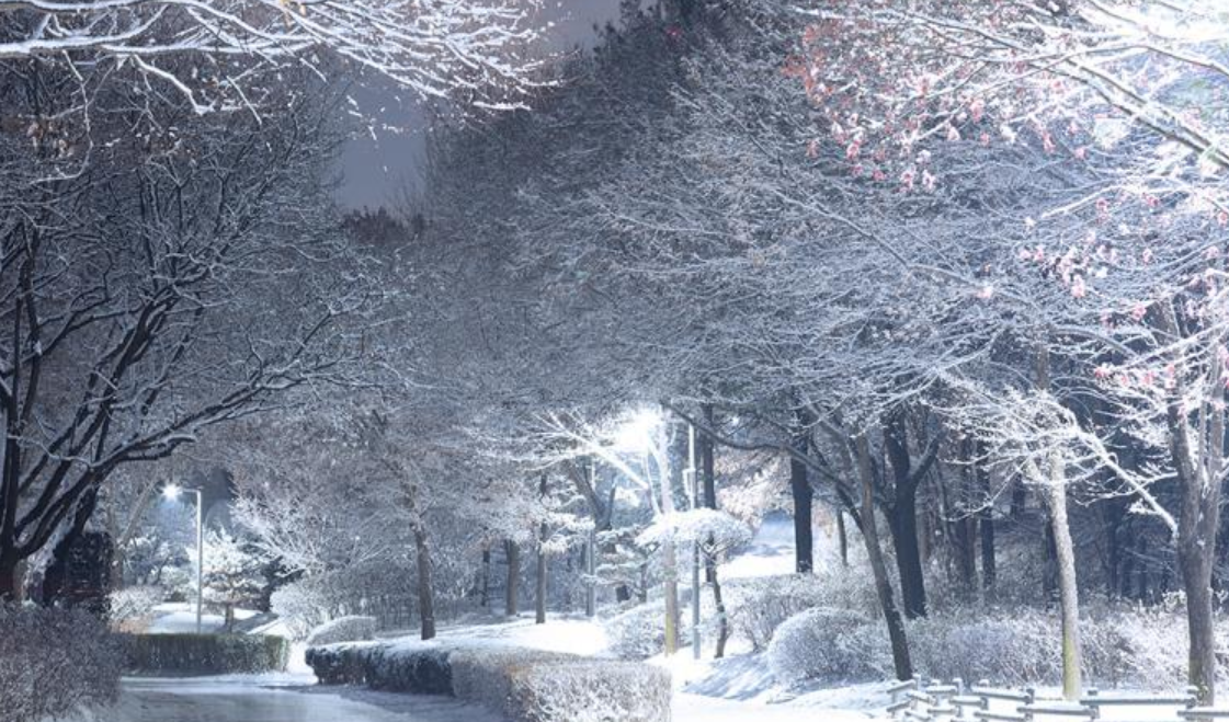 겨울에도 OK! 반려견과 함께하는 나들이 장소 BEST 7