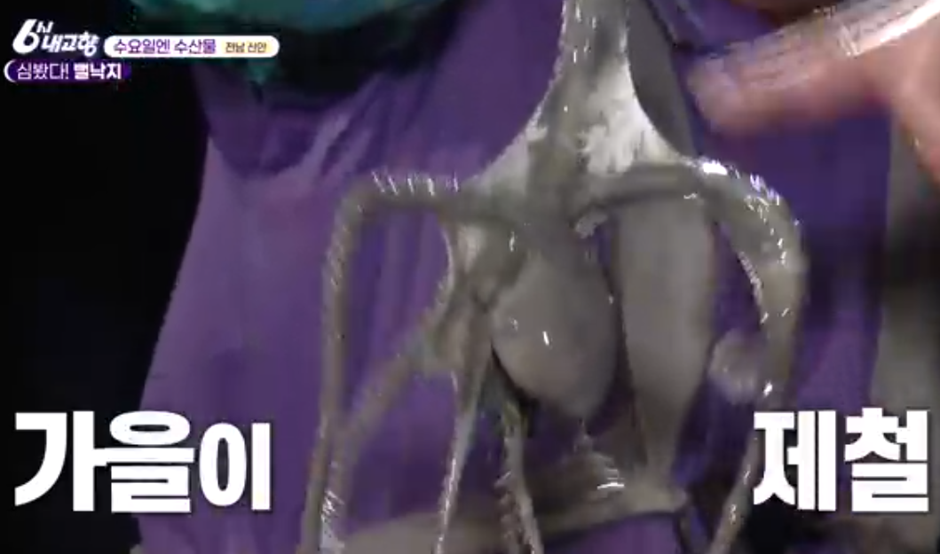 신안 뻘낙지