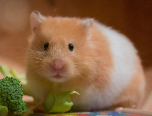 요즘 뜨는 귀여운 설치류 반려동물 소개