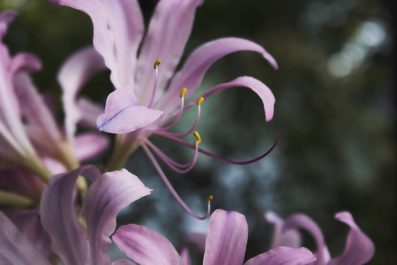 꽃무릇과 상사화 차이 - 좌) 꽃무릇과 상사화 (우