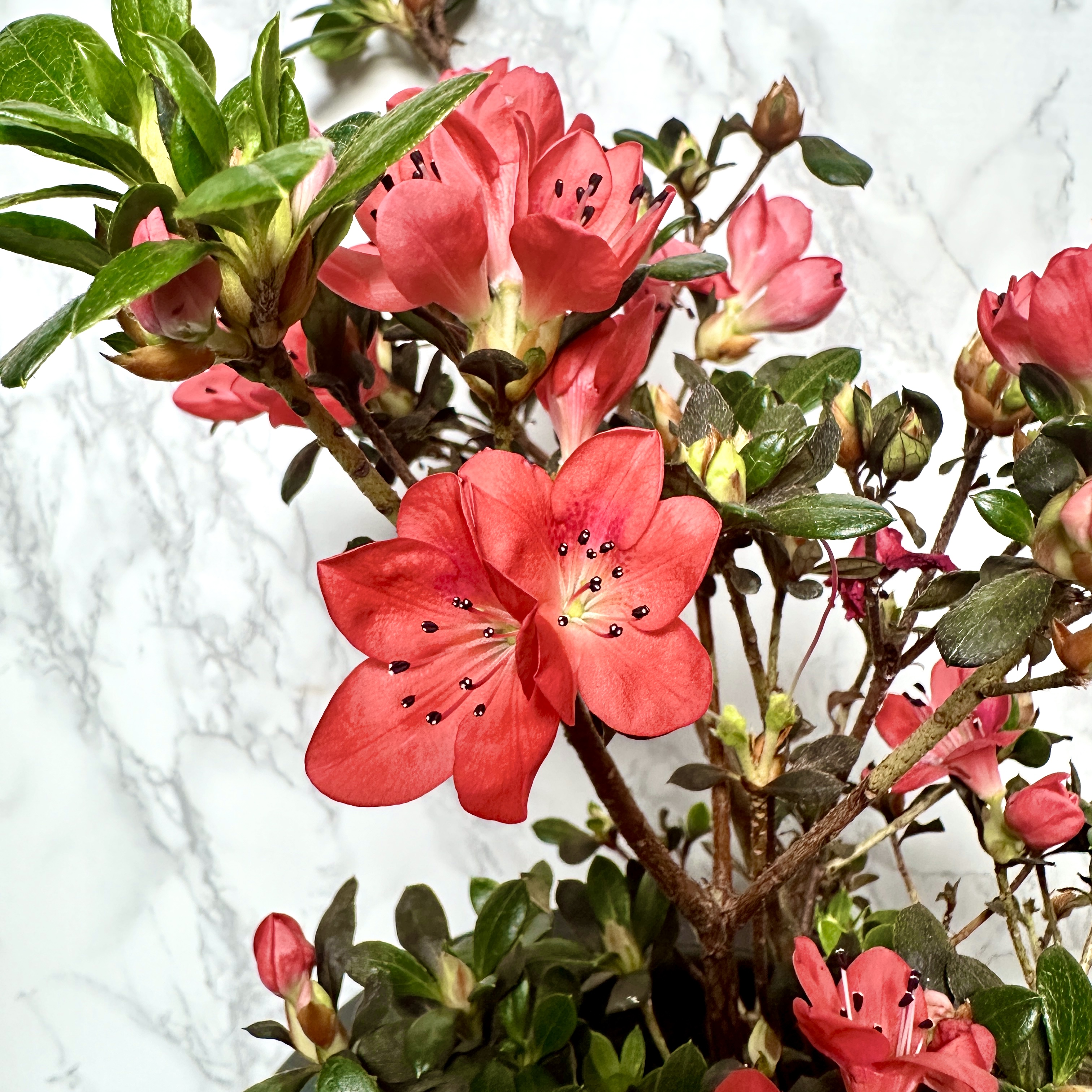 철쭉 아잘레아 삽목 방법&amp;#44; 심는 방법&amp;#44; 가지치기