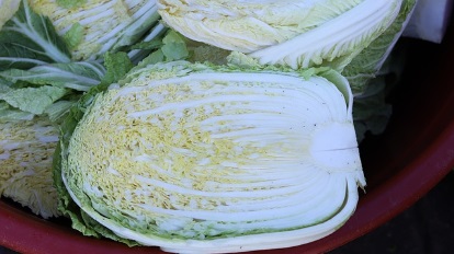 김장 시기 키트 레시피 매트 배추 : 필수 준비