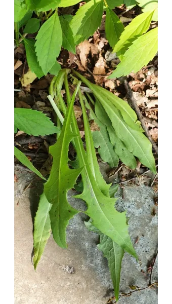 씀바귀 고들빼기 차이점 효능 비교_6