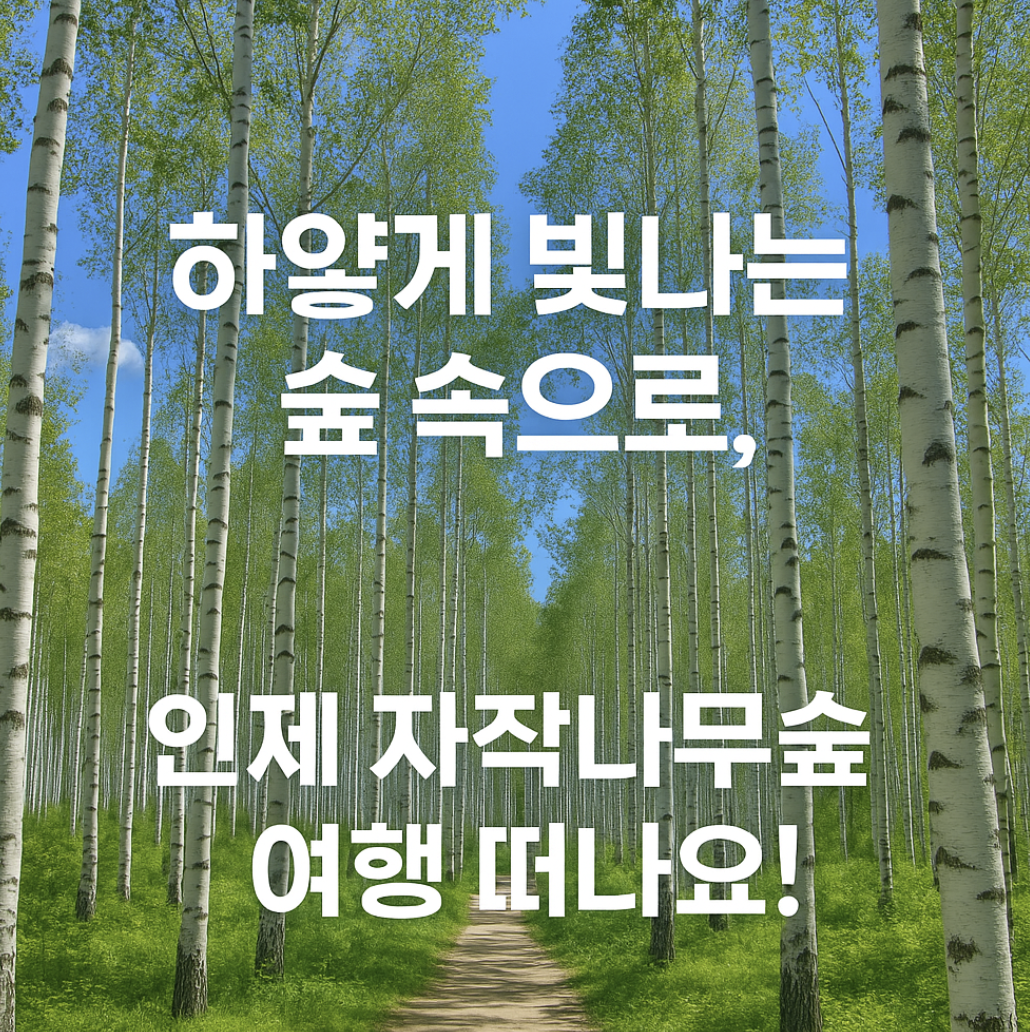 인제 원대리 자작나무숲