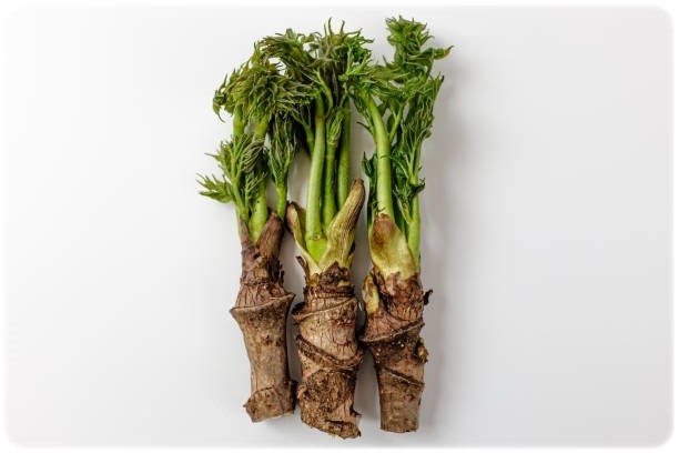 땅두릅 참두릅 효능과 부작용