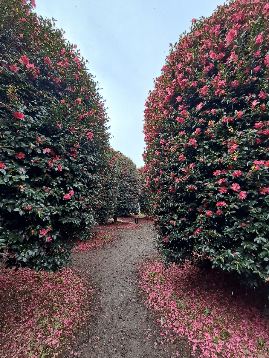 제주도-서귀포-동백꽃-명소-추천-1월-여행지-카멜리아-힐-입장권-할인-정보