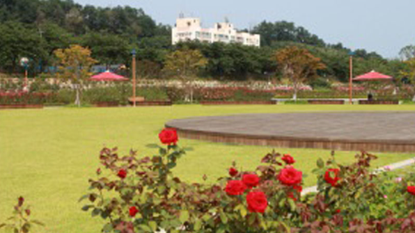 삼척 장미축제 일정