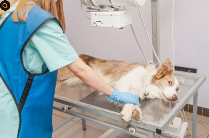 강아지 기침 원인 8가지 (기관허탈&middot;폐렴&middot;켄넬코프) 보호자가 꼭 알아야 할 호흡기 질환