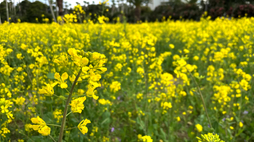 소노캄 제주 리조트 플라워 존