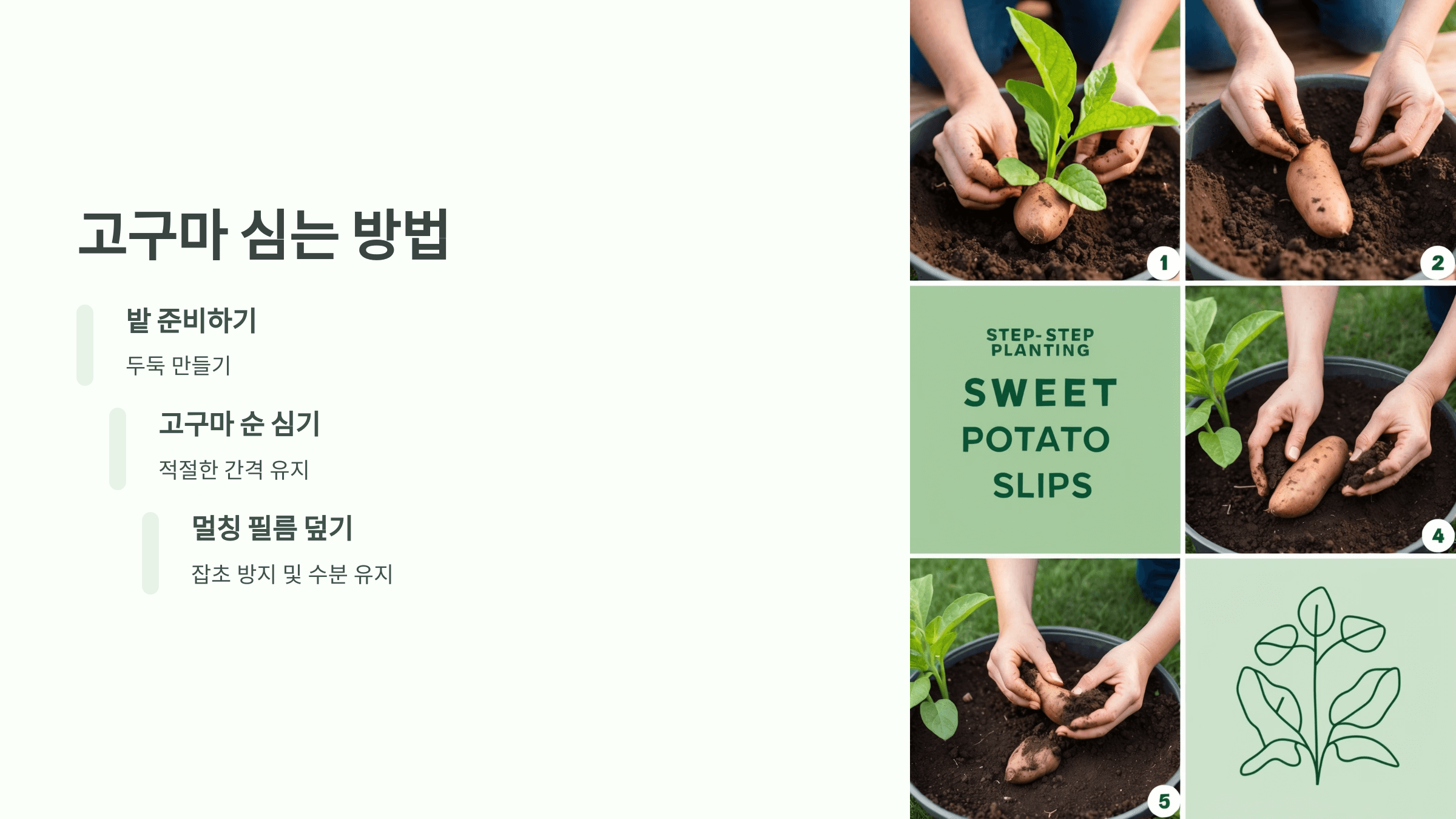 고구마 사진입니다.