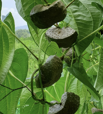 하늘마 효능 재배방법 먹는방법 등 알아보기(최신 Ver)