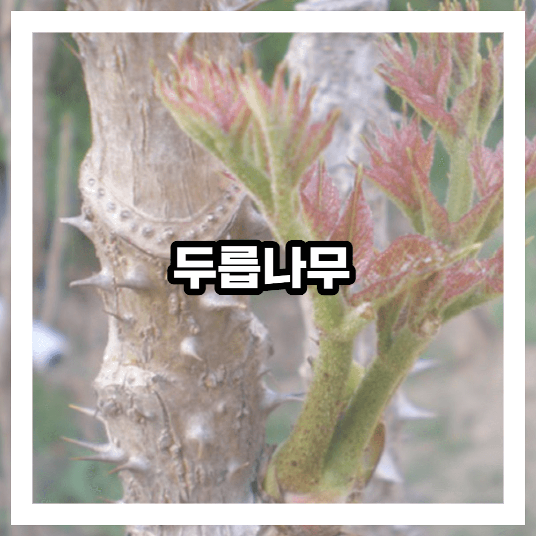 두릅나무와 새순 사진