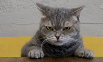 분노조절장애 증상 원인 치료법 진단테스트 총정리