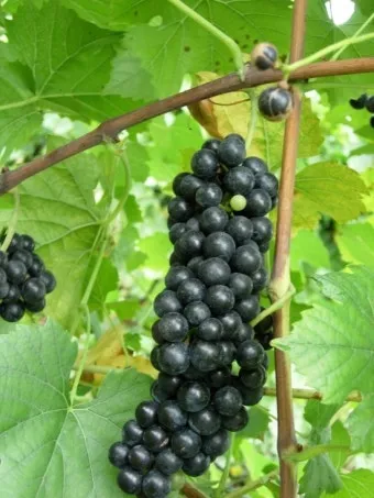 머루 재배 덩굴 유인 전정 관리 당도 올리기_33