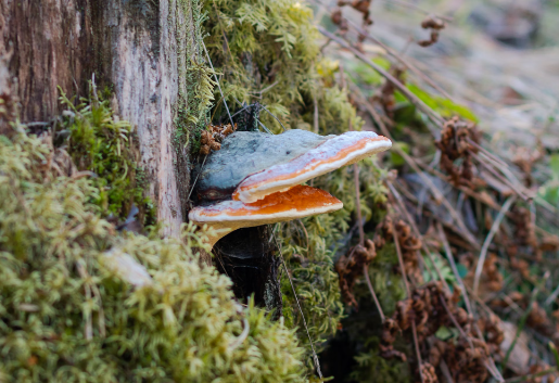 차가버섯 효능 : 면역력