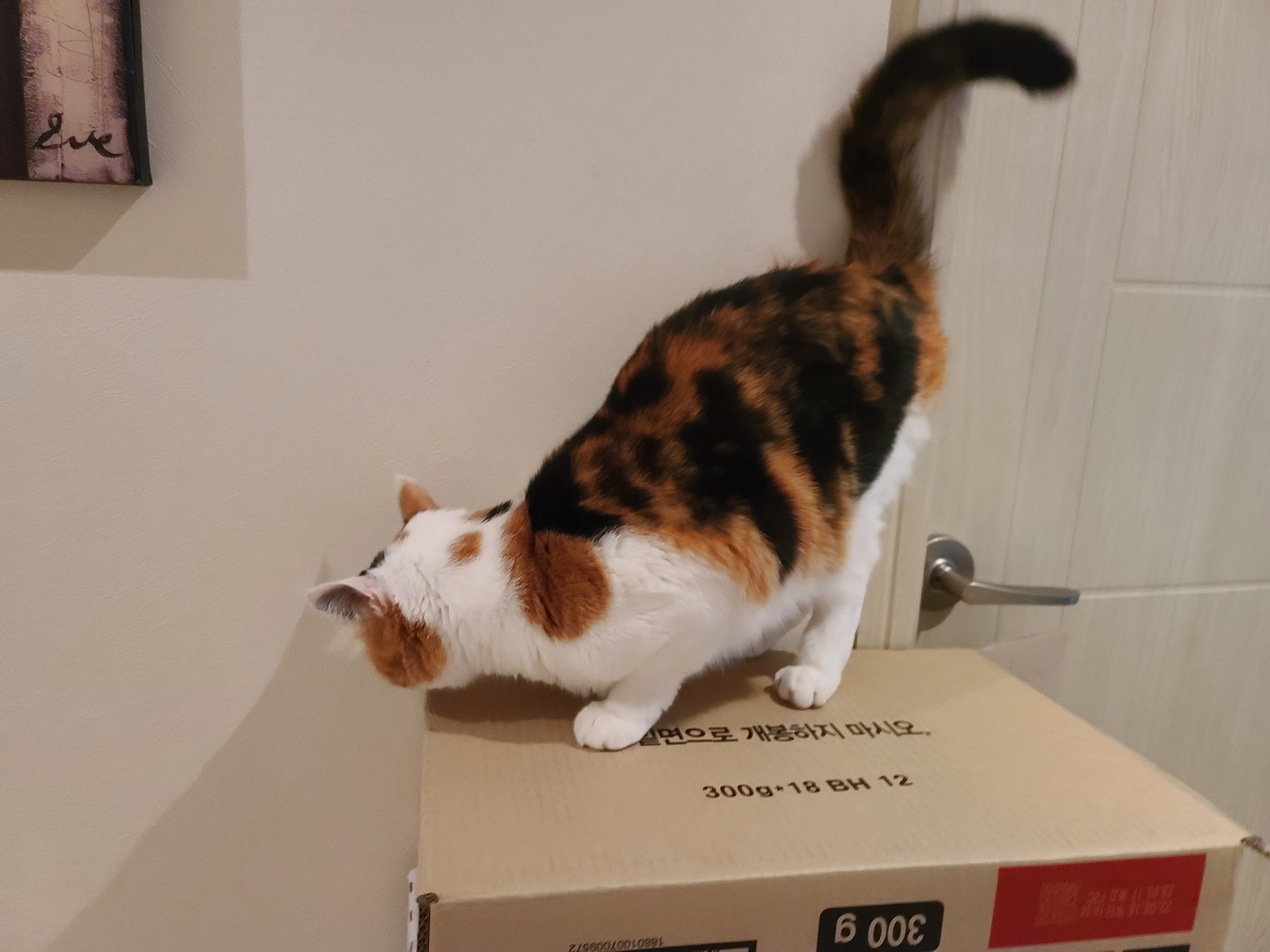 요미는 지금 기부니가 좋은 중 (feat.고양이 부비부비)