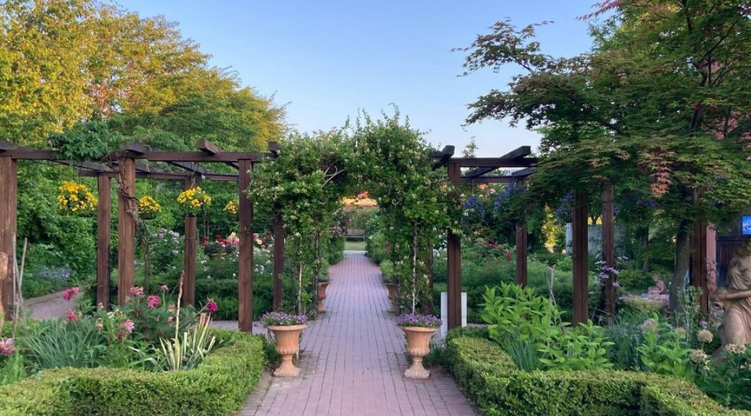 하늬팜 라벤더축제 개화상황