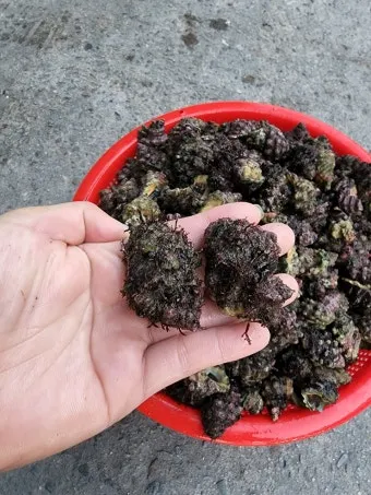 싸리버섯 채취시기종류 정보를 정리_26