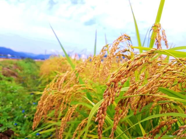 농업경영체-등록-혜택