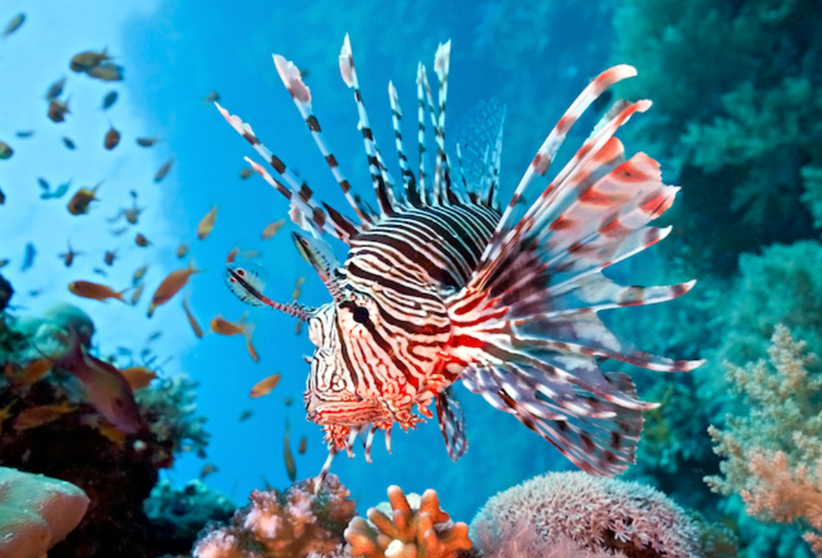 쏠베감펭(Lionfish)