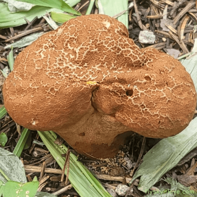 말징버섯