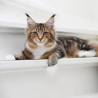 메인쿤 고양이 유전병_3