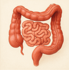 카뮤트효소 변비