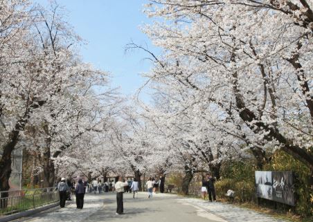계룡 벚꽃