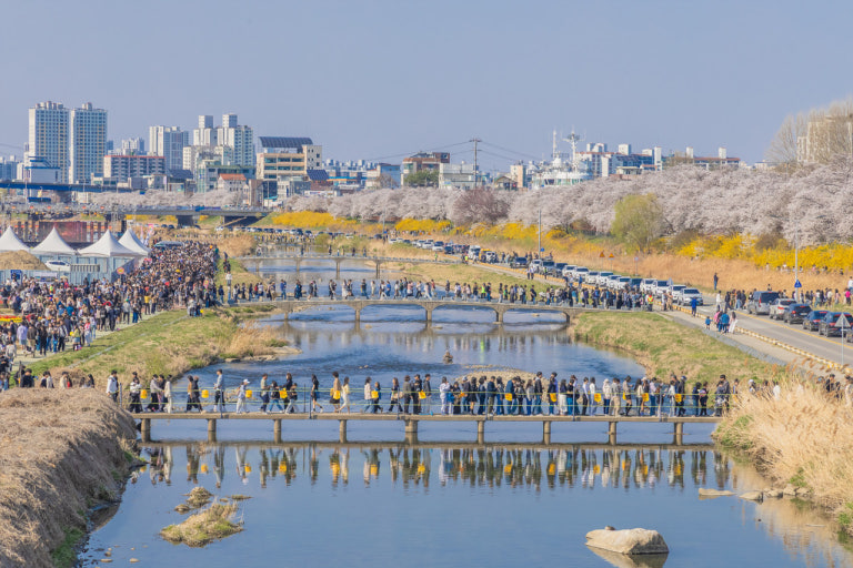 청주 무심천 벚꽃 축제 사진